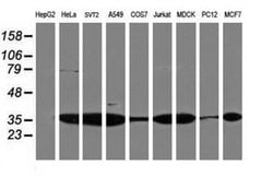 PSMA4 Monoclonal Antibody (OTI5D8), TrueMAB , OriGene 30 &mu;L; Unconjugated:Antibodies,
