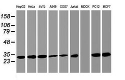 PSMA4 Mouse anti-Human, Mouse, Rat, Clone: OTI4B8, lyophilized, TrueMAB