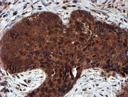 PSMA6 Mouse anti-Canine, Human, Mouse, Rat, Clone: OTI4C9, lyophilized,
