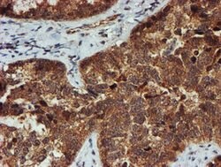 PSMA6 Mouse anti-Canine, Human, Mouse, Rat, Clone: OTI4C9, lyophilized,