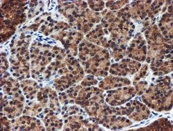 PSMA6 Mouse anti-Canine, Human, Mouse, Rat, Clone: OTI4C9, lyophilized,