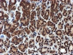PSMA6 Mouse anti-Canine, Human, Mouse, Rat, Clone: OTI4C9, lyophilized,