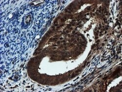 PSMA6 Mouse anti-Canine, Human, Mouse, Rat, Clone: OTI4C9, lyophilized,