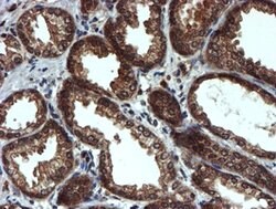 PSMA6 Mouse anti-Canine, Human, Mouse, Rat, Clone: OTI4C9, lyophilized,