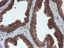 PSMA6 Mouse anti-Canine, Human, Mouse, Rat, Clone: OTI4C9, lyophilized,