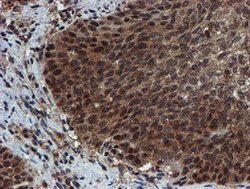 PSMA6 Mouse anti-Canine, Human, Mouse, Rat, Clone: OTI4C9, lyophilized,