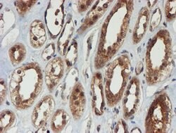 PSMA6 Mouse anti-Canine, Human, Mouse, Rat, Clone: OTI4C9, lyophilized,