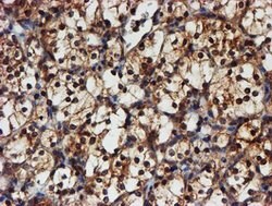 PSMA6 Mouse anti-Canine, Human, Mouse, Rat, Clone: OTI4C9, lyophilized,