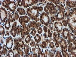 PSMA6 Monoclonal Antibody (OTI5H3), TrueMAB , OriGene 100 &mu;L; Unconjugated:Antibodies,