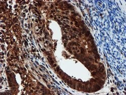 PSMA6 Monoclonal Antibody (OTI5H3), TrueMAB , OriGene 100 &mu;L; Unconjugated:Antibodies,