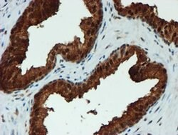 PSMA6 Monoclonal Antibody (OTI5H3), TrueMAB , OriGene 100 &mu;L; Unconjugated:Antibodies,