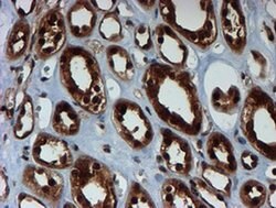 PSMA6 Monoclonal Antibody (OTI5H3), TrueMAB , OriGene 100 &mu;L; Unconjugated:Antibodies,