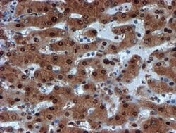 PSMA6 Monoclonal Antibody (OTI5H3), TrueMAB , OriGene 100 &mu;L; Unconjugated:Antibodies,