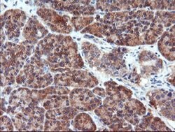 PSMA6 Monoclonal Antibody (OTI3B8), TrueMAB , OriGene 30 &mu;L; Unconjugated:Antibodies,