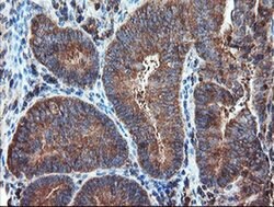 PSMA6 Monoclonal Antibody (OTI3B8), TrueMAB , OriGene 30 &mu;L; Unconjugated:Antibodies,