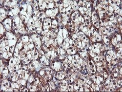 PSMA6 Monoclonal Antibody (OTI3B8), TrueMAB , OriGene 30 &mu;L; Unconjugated:Antibodies,