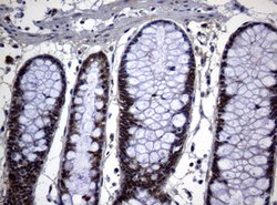 PSMA6 Mouse anti-Human, Clone: OTI1C4, lyophilized, TrueMAB 100 &mu;g;
