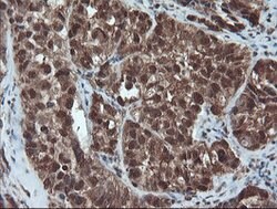 PSMA6 Mouse anti-Canine, Human, Mouse, Rat, Clone: OTI7C2, lyophilized,