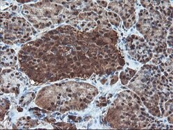 PSMA6 Mouse anti-Canine, Human, Mouse, Rat, Clone: OTI7C2, lyophilized,