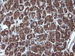 PSMA6 Mouse anti-Canine, Human, Mouse, Rat, Clone: OTI7C2, lyophilized,