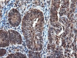 PSMA6 Mouse anti-Canine, Human, Mouse, Rat, Clone: OTI7C2, lyophilized,