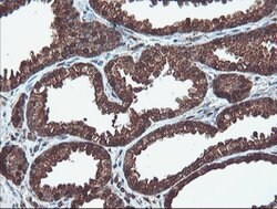 PSMA6 Mouse anti-Canine, Human, Mouse, Rat, Clone: OTI7C2, lyophilized,