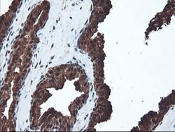PSMA6 Mouse anti-Canine, Human, Mouse, Rat, Clone: OTI7C2, lyophilized,