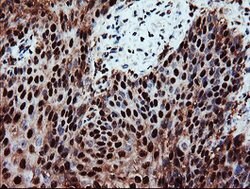 PSMA6 Mouse anti-Canine, Human, Mouse, Rat, Clone: OTI7C2, lyophilized,
