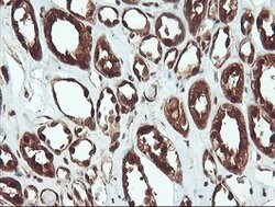 PSMA6 Mouse anti-Canine, Human, Mouse, Rat, Clone: OTI7C2, lyophilized,
