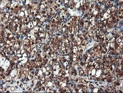 PSMA6 Mouse anti-Canine, Human, Mouse, Rat, Clone: OTI7C2, lyophilized,