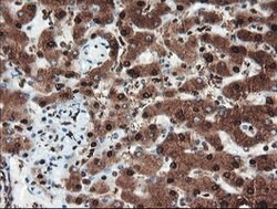 PSMA6 Mouse anti-Canine, Human, Mouse, Rat, Clone: OTI7C2, lyophilized,