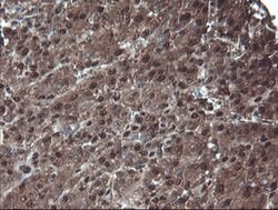 PSMA6 Mouse anti-Canine, Human, Mouse, Rat, Clone: OTI7C2, lyophilized,