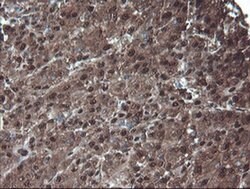 PSMA6 Monoclonal Antibody (OTI7C2), TrueMAB , OriGene 100 &mu;L; Unconjugated:Antibodies,