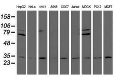 PSMA6 Mouse anti-Canine, Human, Mouse, Rat, Clone: OTI4C9, lyophilized,