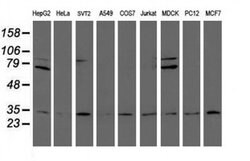 PSMA6 Monoclonal Antibody (OTI4C9), TrueMAB , OriGene:Antibodies:Primary