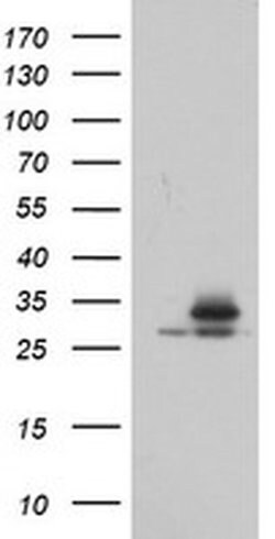 PSMA6 Monoclonal Antibody (OTI5H3), TrueMAB , OriGene 100 &mu;L; Unconjugated:Antibodies,
