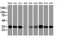 PSMA6 Monoclonal Antibody (OTI2A6), TrueMAB , OriGene 100 &mu;L; Unconjugated:Antibodies,