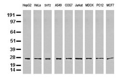 PSMA6 Mouse anti-Canine, Human, Mouse, Rat, Clone: UMAB102, lyophilized, UltraMAB 100 &mu;g | Buy Online | Origene Technologies | Fisher Scientific