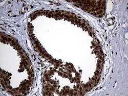 PSMA7 Mouse anti-Human, Clone: OTI5F6, lyophilized, TrueMAB 100 &mu;g;