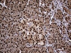 PSMA7 Mouse anti-Human, Clone: OTI5F6, lyophilized, TrueMAB 100 &mu;g;
