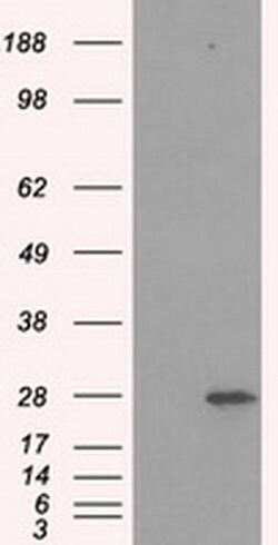 PSMA7 Mouse anti-Human, Clone: OTI5E3, liquid, TrueMAB 100 &mu;L; Unconjugated:Antibodies,