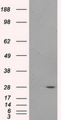 PSMA7 Mouse anti-Human, Clone: OTI3F11, liquid, TrueMAB 100 &mu;L; Unconjugated:Antibodies,