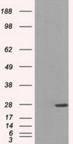 PSMA7 Mouse anti-Human, Clone: OTI2A7, lyophilized, TrueMAB 100 &mu;g;