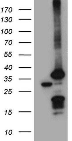 PSMA7 Mouse anti-Human, Clone: OTI10A6, lyophilized, TrueMAB 100 &mu;g;