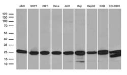 PSMA7 Mouse anti-Human, Clone: OTI10A6, TrueMAB , Origene 30 &mu;L; Unconjugated:Antibodies,