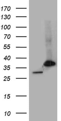 PSMA7 Monoclonal Antibody (OTI5F6), TrueMAB , OriGene 100 &mu;L; Unconjugated:Antibodies,