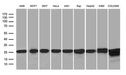 PSMA7 Monoclonal Antibody (OTI5F6), TrueMAB , OriGene 100 &mu;L; Unconjugated:Antibodies,