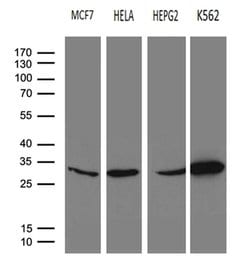 PSMA7 Monoclonal Antibody (OTI9B6), TrueMAB , OriGene 30 &mu;L | Buy Online | Origene Technologies | Fisher Scientific