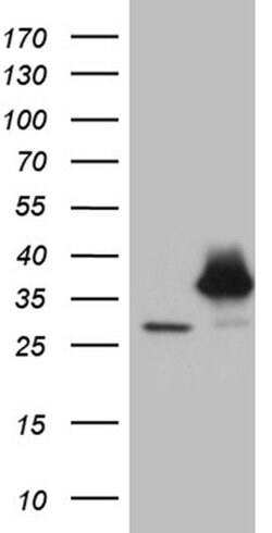 PSMA7 Monoclonal Antibody (OTI4A9), TrueMAB , OriGene:Antibodies:Primary