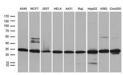 PSMA7 Mouse anti-Human, Clone: OTI4A9, lyophilized, TrueMAB 100 &mu;g;